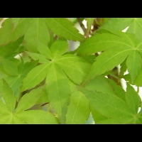 Acer palmatum cv Tsuri Nishiki (fam Aceracees) (5)